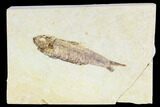 Fossil Fish Plate (Knightia) - Wyoming #108292-1